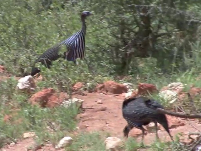 Vulturine Guineafowl - ML201676031