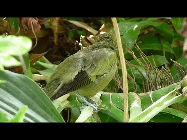 Palm Tanager - ML201676091
