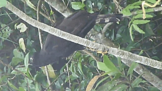Чёрный хохлатый орёл - ML201676331