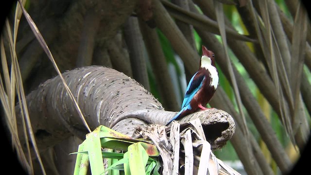  - White-throated Kingfisher