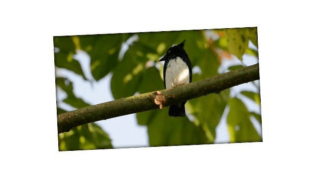 Black-and-white Shrike-flycatcher - ML201676551