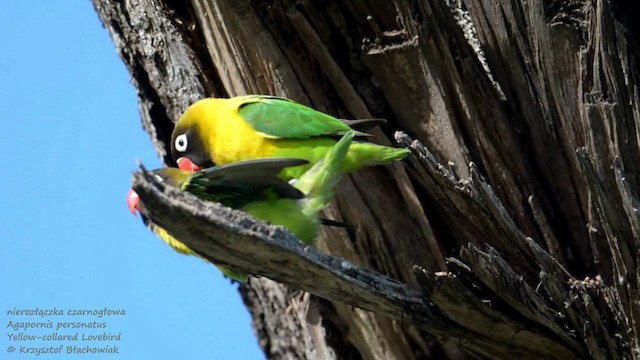 Yellow-collared Lovebird - ML201676601