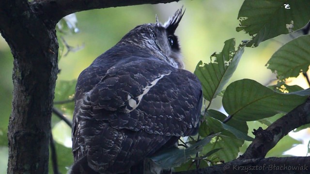 Spot-bellied Eagle-Owl - ML201676631