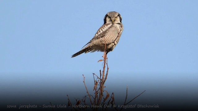 Northern Hawk Owl - ML201676651