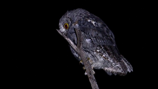 African Scops-Owl (African) - ML201676681