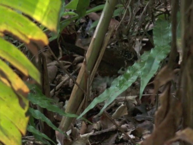 Spot-necked Babbler - ML201676731
