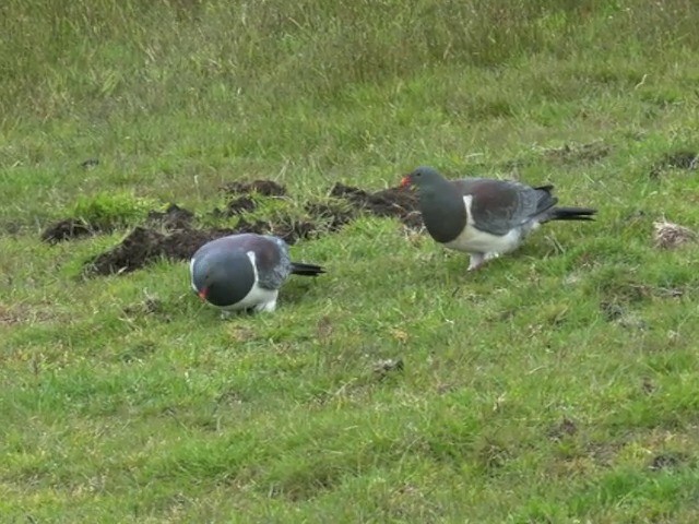 Chatham Island Pigeon - ML201677111