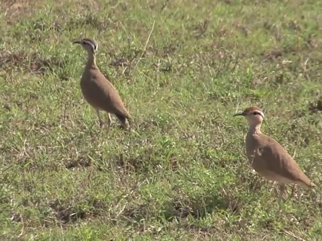  - Somali Courser