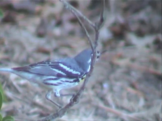 Yellow-throated Warbler - ML201678151