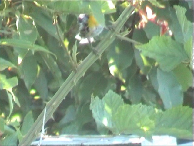 Yellow-throated Warbler - ML201678161
