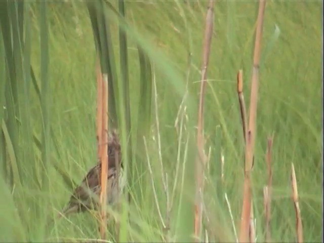 Saltmarsh Sparrow - ML201678171