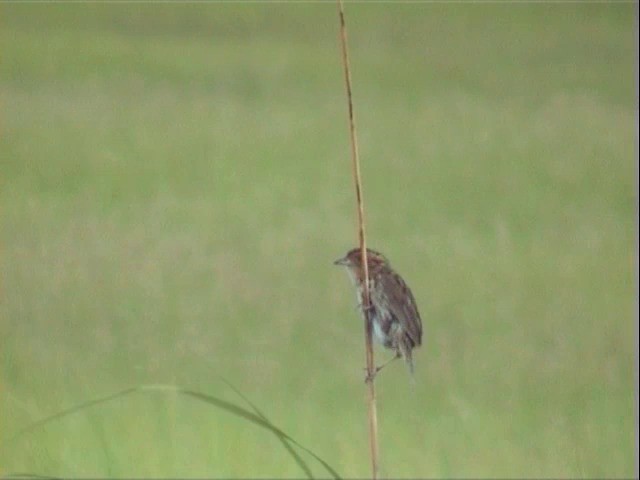 Saltmarsh Sparrow - ML201678211