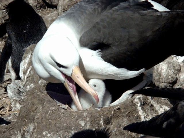 Albatros Ojeroso (melanophris) - ML201678501