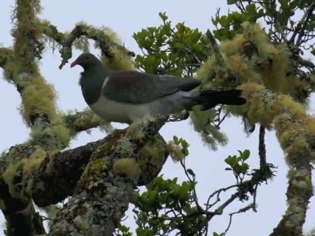Chatham Island Pigeon - ML201679201