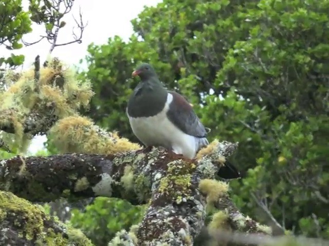 Chatham Island Pigeon - ML201679211