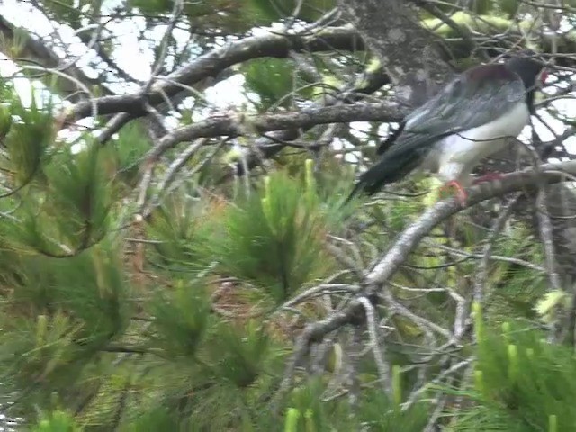 Chatham Island Pigeon - ML201679221