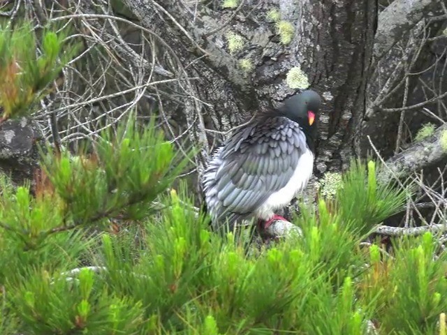 Chatham Island Pigeon - ML201679231
