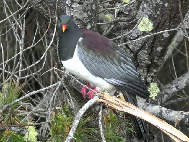 Chatham Island Pigeon - ML201679251