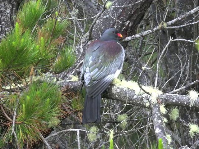 Chatham Island Pigeon - ML201679261