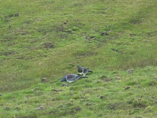 Chatham Island Pigeon - ML201679271