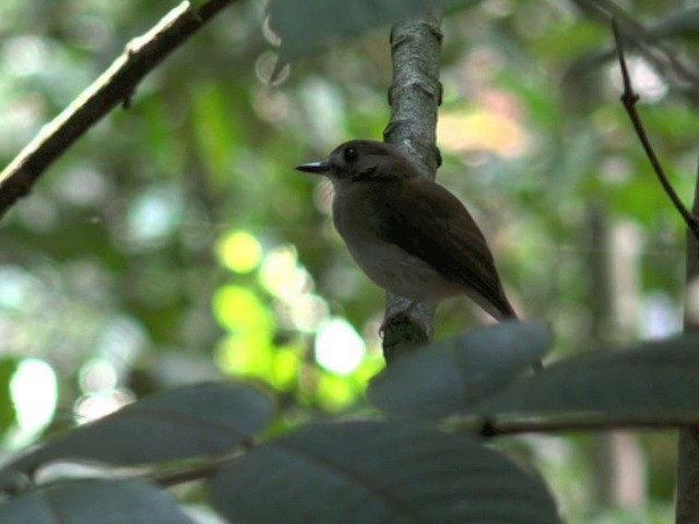 Gray-chested Jungle Flycatcher - ML201679591