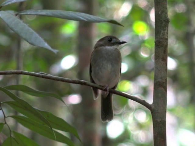  - Gray-chested Jungle Flycatcher