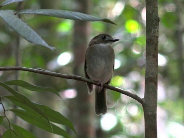 Gray-chested Jungle Flycatcher - ML201679601