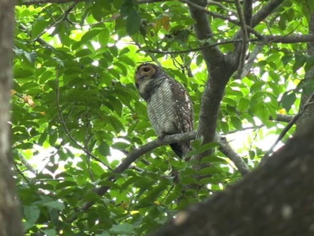 Spotted Wood-Owl - ML201679641
