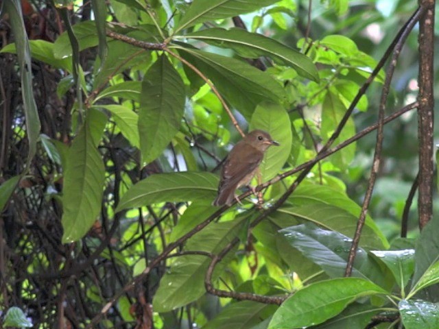 Brown-chested Jungle Flycatcher - ML201679701