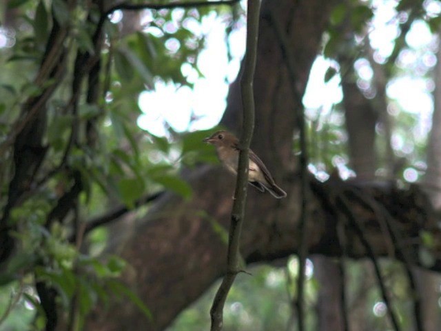 Brown-chested Jungle Flycatcher - ML201679721