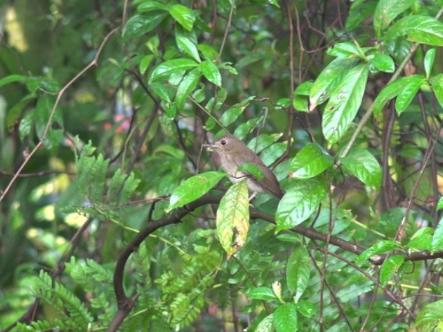 Brown-chested Jungle Flycatcher - ML201679731