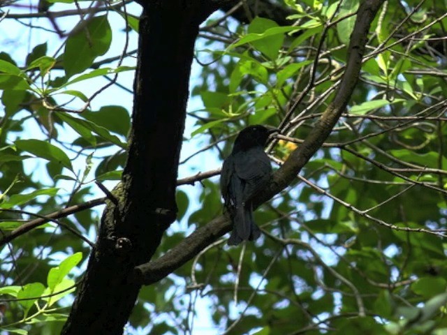 Square-tailed Drongo-Cuckoo - ML201679741