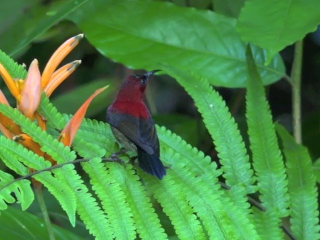Crimson Sunbird (Crimson) - ML201679971