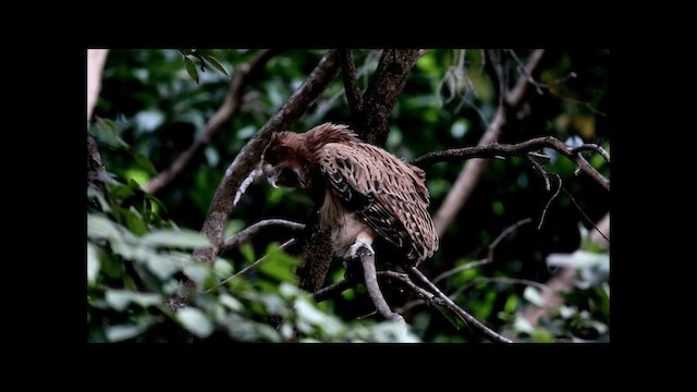 Philippine Eagle-Owl - ML201680561