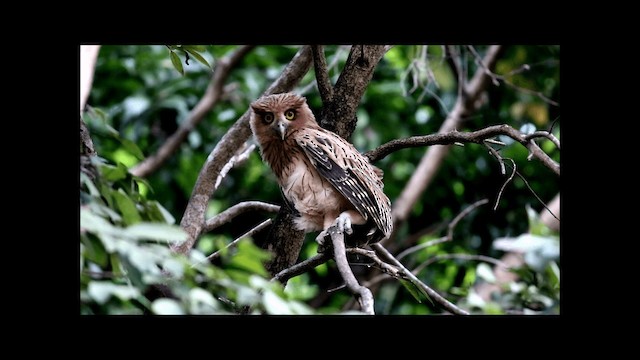 Philippine Eagle-Owl - ML201680571
