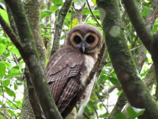 Brown Wood-Owl - ML201680751