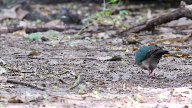 holub zelenokřídlý - ML201680791
