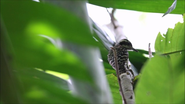 Philippine Pygmy Woodpecker - ML201680801