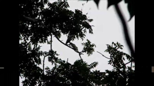 kakadu filipínský - ML201680851