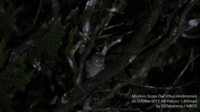 Mindoro Scops-Owl - ML201680951