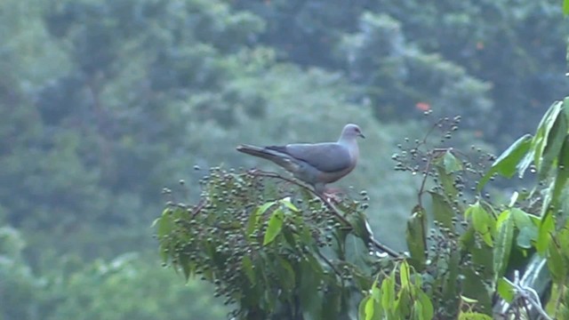 Ring-tailed Pigeon - ML201681151