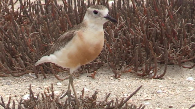 Red-breasted Dotterel (Northern) - ML201681181