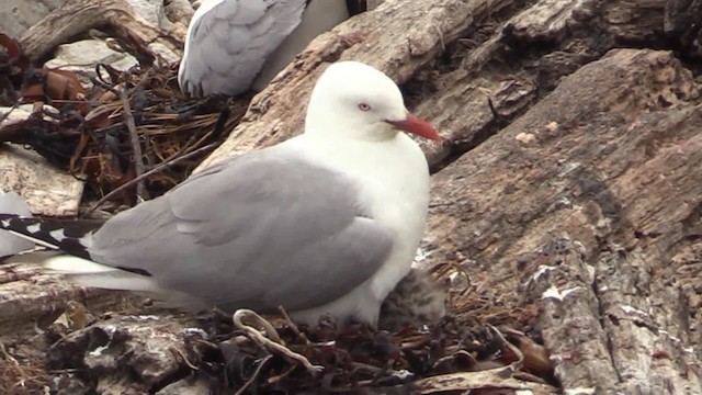  - Silver Gull (Red-billed)