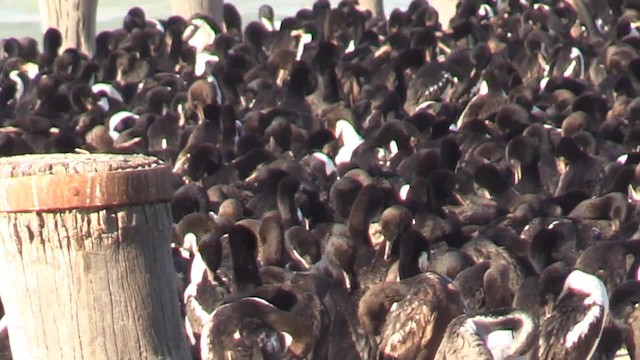  - Stewart Island Shag