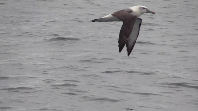 White-capped Albatross (steadi) - ML201681561