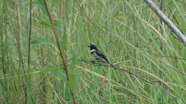 Rusty-collared Seedeater - ML201681761