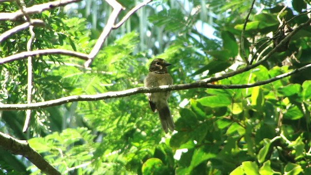 Crescent-chested Puffbird (Greater) - ML201681841