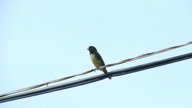 Yellow-bellied Seedeater - ML201681901