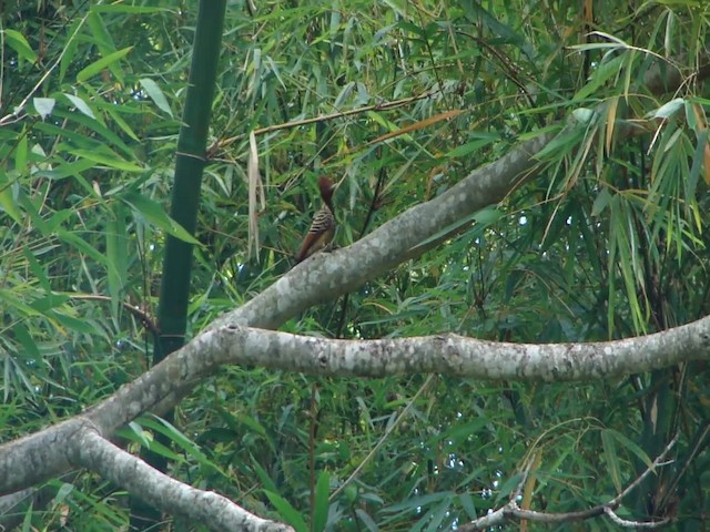 Kaempfer's Woodpecker - ML201681911