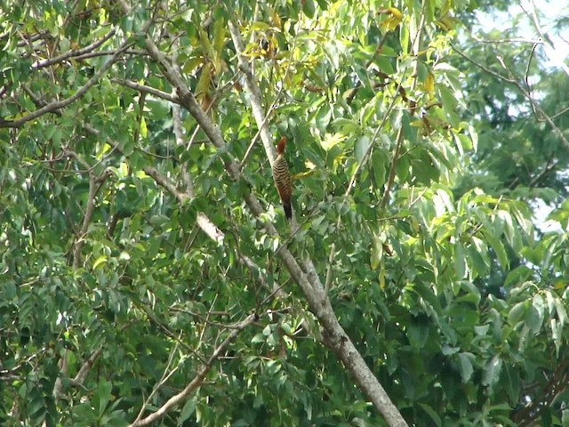 Kaempfer's Woodpecker - ML201681921
